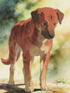 THE DOG AND THE SHADOW