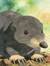 THE MOLE AND HER DAM